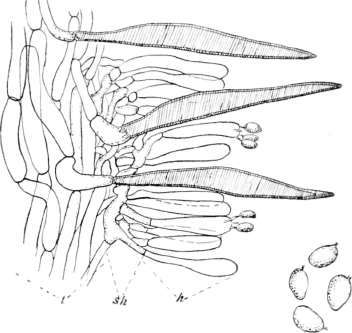 Figure 249. Section of portion of gill of Marasmius cohaerens
