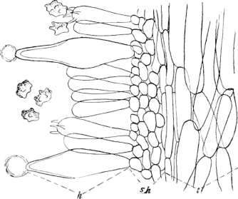 Figure 250. Inocybe repanda (Bull Bres)