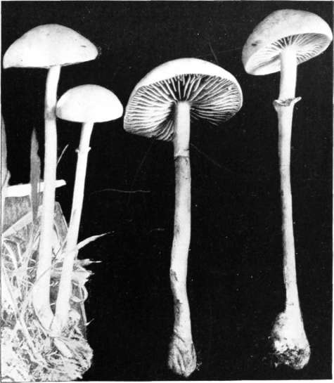 Figure 30. Stropharia semiglobata (natural size)
