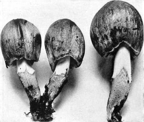 Figure 41. Coprinus atramentarius, showing annulus as border line between scaly and smooth part of the stem (natural size)