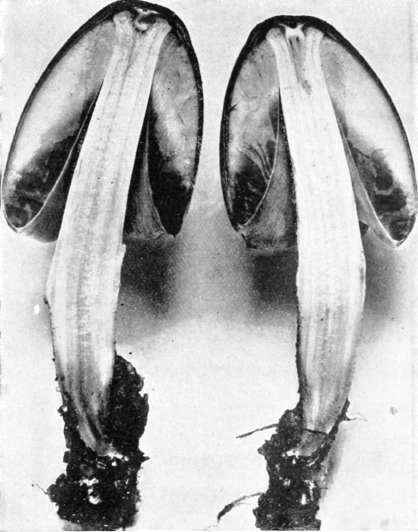 Figure 42. Coprinus atramentarius, section of one of the plants in Fig