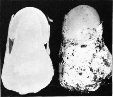 Figure 60. Amanita verna, buttons, cap bursting through the volva; left hand plant in section (natural size)