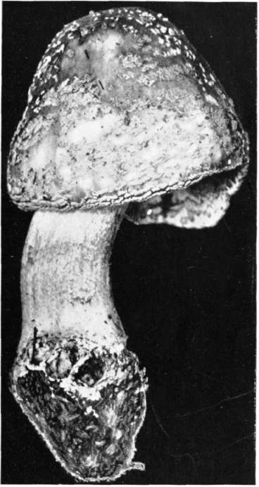 Figure 73. Amanita rubescens