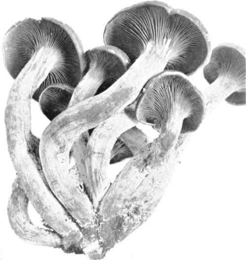 Figure 92. Clitocybe illudens