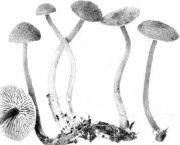 Figure 97. Mycena pura