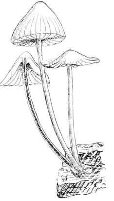 Mycena galericulata