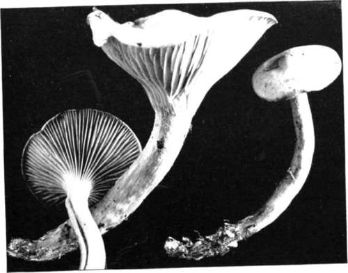 Plate 38, Figure 116