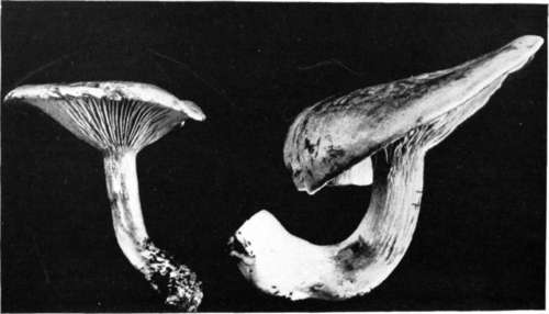 Plate 44, Figure 138