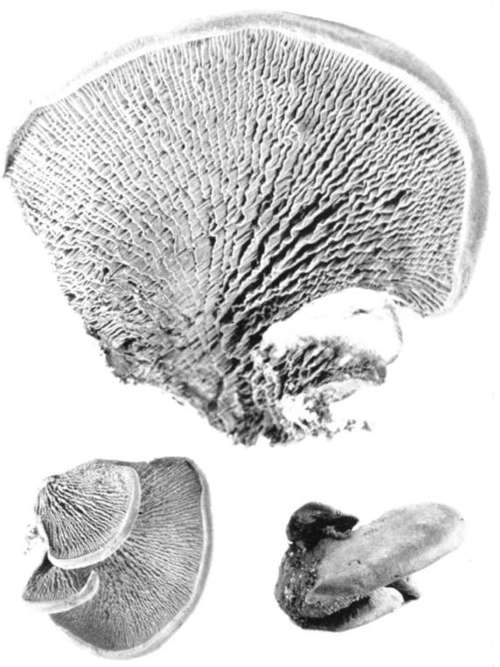 Plate 53, Figure 162