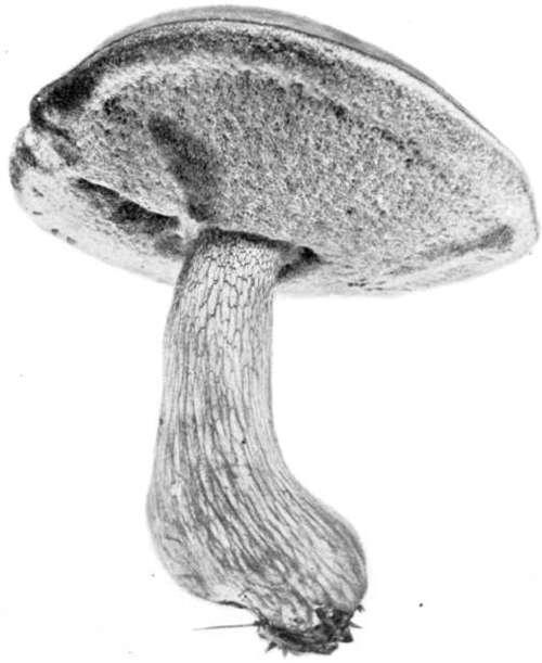 Plate 58, Figure 166