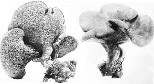 Plate 63, Figure 176