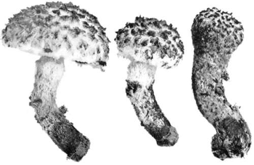 Plate 64, Figure 177