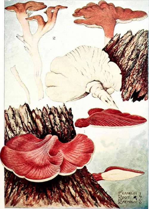 Plate 65., Fig. i.