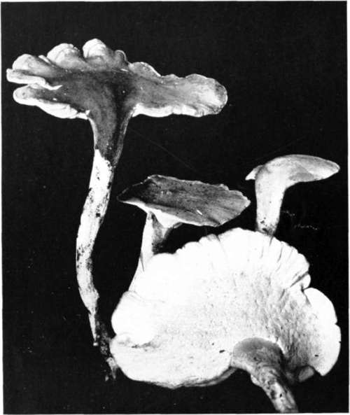 Plate 66, Figure 180
