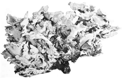 Plate 68, Figure 182 Polyporus frondosus