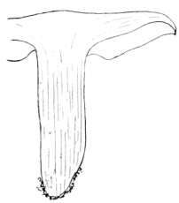 The Gills 253