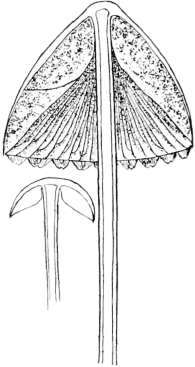 The Gills 255