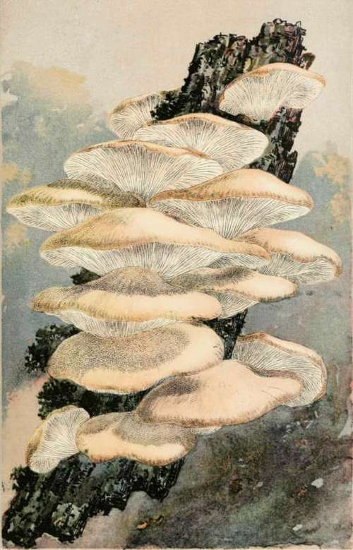 A Warning Tang The Oyster Mushroom Agaricus Ostrea 38