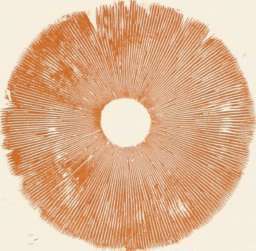 Gills