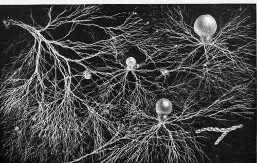 Plate II.   Mycelium, And Early Vegetation Of A Mushroom