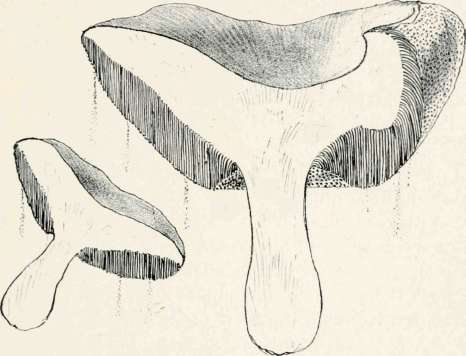 Section Of Boletus Showing Perpendicular Tubes