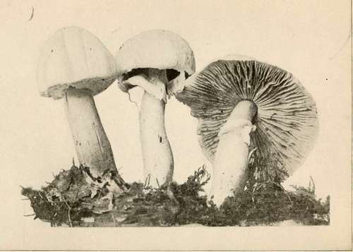 Agaricus abruptus, Peck. (Edible)