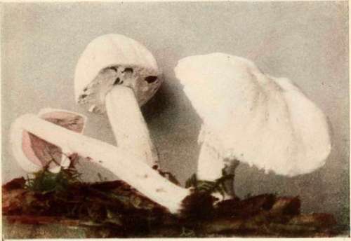 Agaricus abruptus, Pk. (edible). Reduced. See page 77.