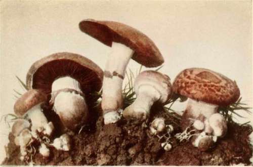 Agaricus campestri, L. (edible