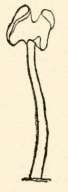 Ascoma conic or pileate
