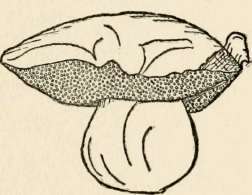 B  Satanus