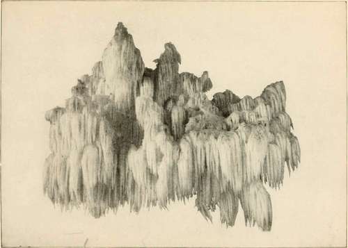 Bear'S Head (Edible) (Hydnum Caput Ursi, Fries)