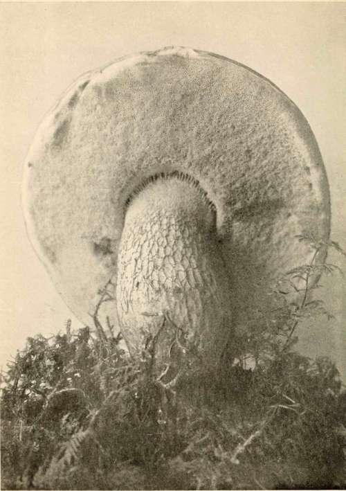 Bitter Boletus (Unpalatable) (Boletus felleus, Bull.; var. obesus, Pk.). See p. 107