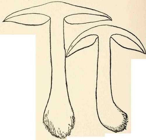 C. violaceus