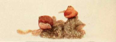 Calostoma cinnabarinum, Desv.