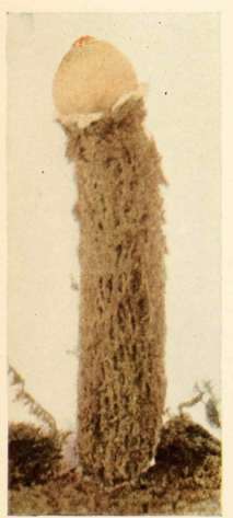 Calostoma lutescens (Schw), Burnap