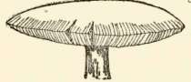Cap striate, and free from warts