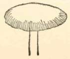 Club   shaped, or forming masses of erect branches rising from a common base.