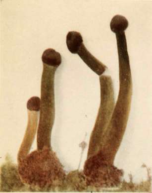 Cordyceps capitala (Holmsk.), Lk.