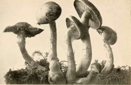 Dog Cortinarius