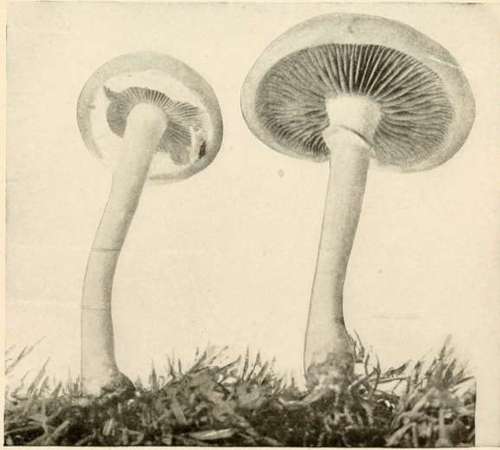 Early Pholiota (Edible)
