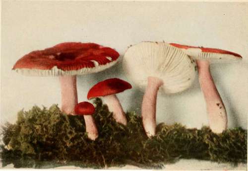 Emetic Russula (dangerous) (Russula ernetica, Schaeff).