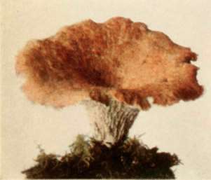 Floccose Chanterelle (edible). (Cantharellus floccosus, Schw.)