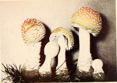 Fly Amanita (poisonous). (Amanita muscaria, L.).