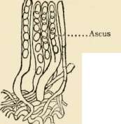 Fungi 42