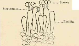 Fungi 43