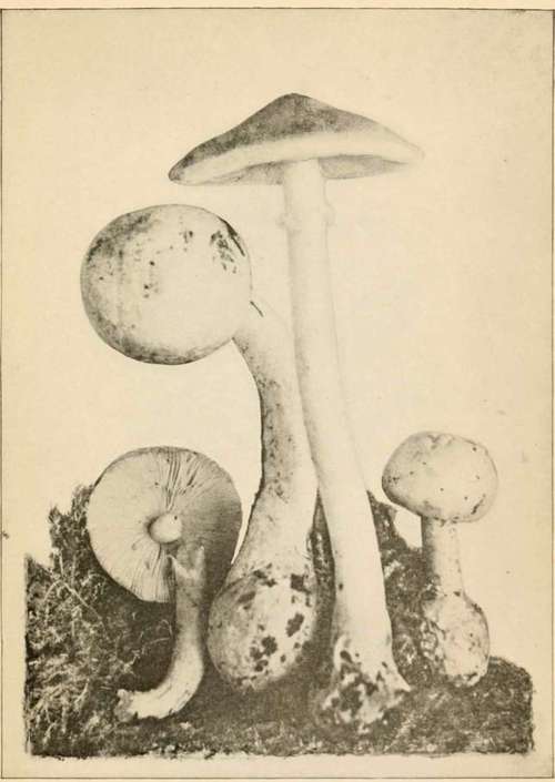 Fungi With Gills Genus Amanita 166
