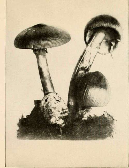 Fungi With Gills Genus Amanita 171