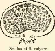 Genus Scleroderma 315