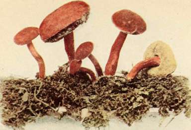 Golden flesh Boletus. (Boletus chrysenteron, Fr.). Reduced. See page 106.
