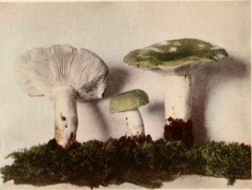 Green Russula (edible).